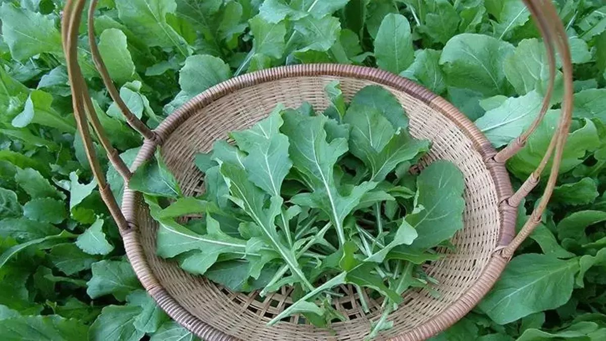 Kemiklere kalsiyumu kendisi taşıyan sebze: Vitamin deposu bu sebzeyi yiyen demir gibi oluyor