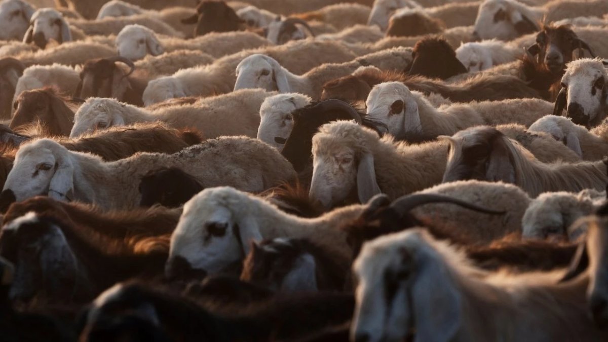 'Kurban Tebliği' Resmi Gazete'de: Kesim kurallarına uymayana 668 bin lira ceza yolda