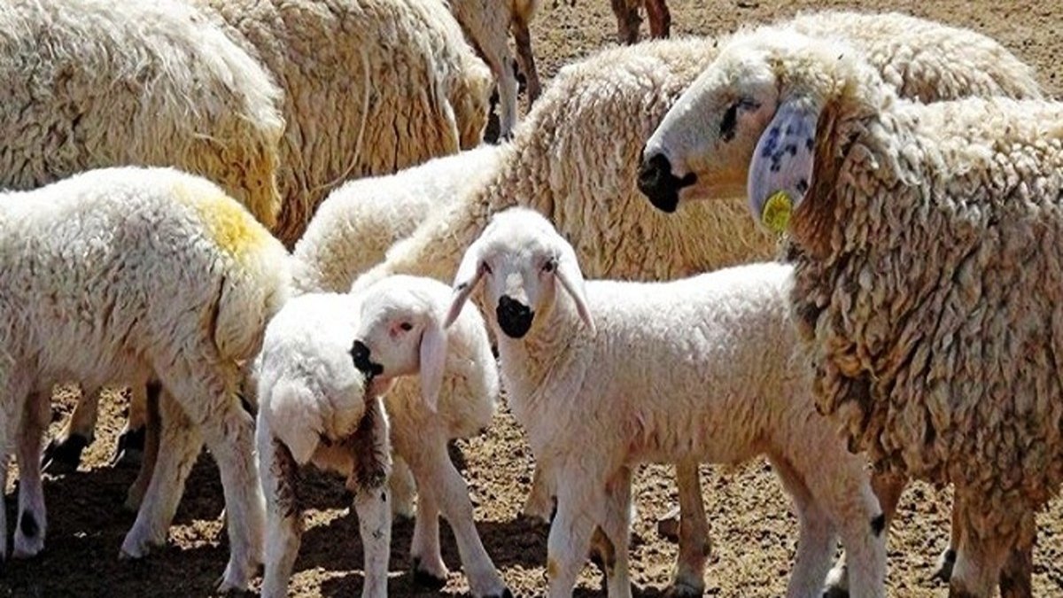 Bir tıkla 170 bin TL kaybetti: Küçükbaş hayvan almak istedi, büyük tuzakla karşılaştı!