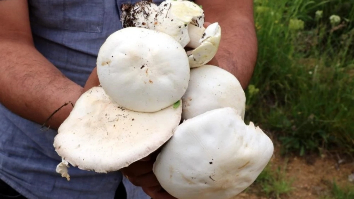 Dağın tepesinde yetişiyor, büyük zahmetle toplanıyor! Bedava topluyorlar, isteyen satıyor