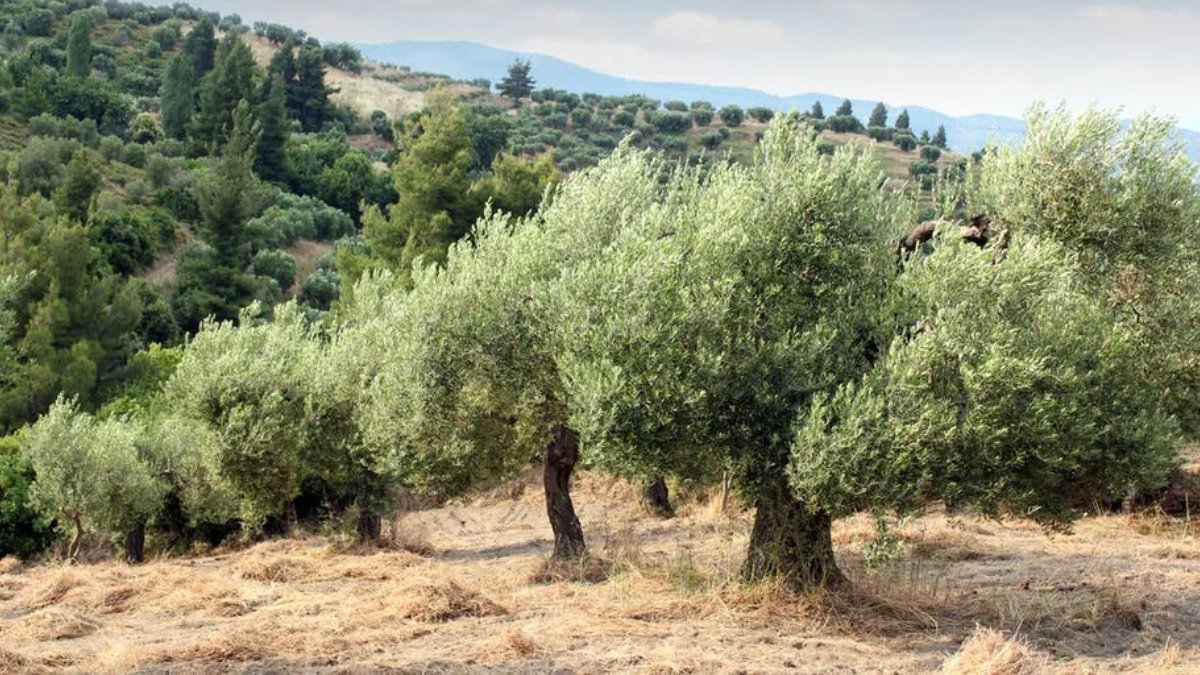 Zeytinlik, orman, koruma altındaki araziler… Hepsi listede! Muğla’nın taşı toprağı satılacak