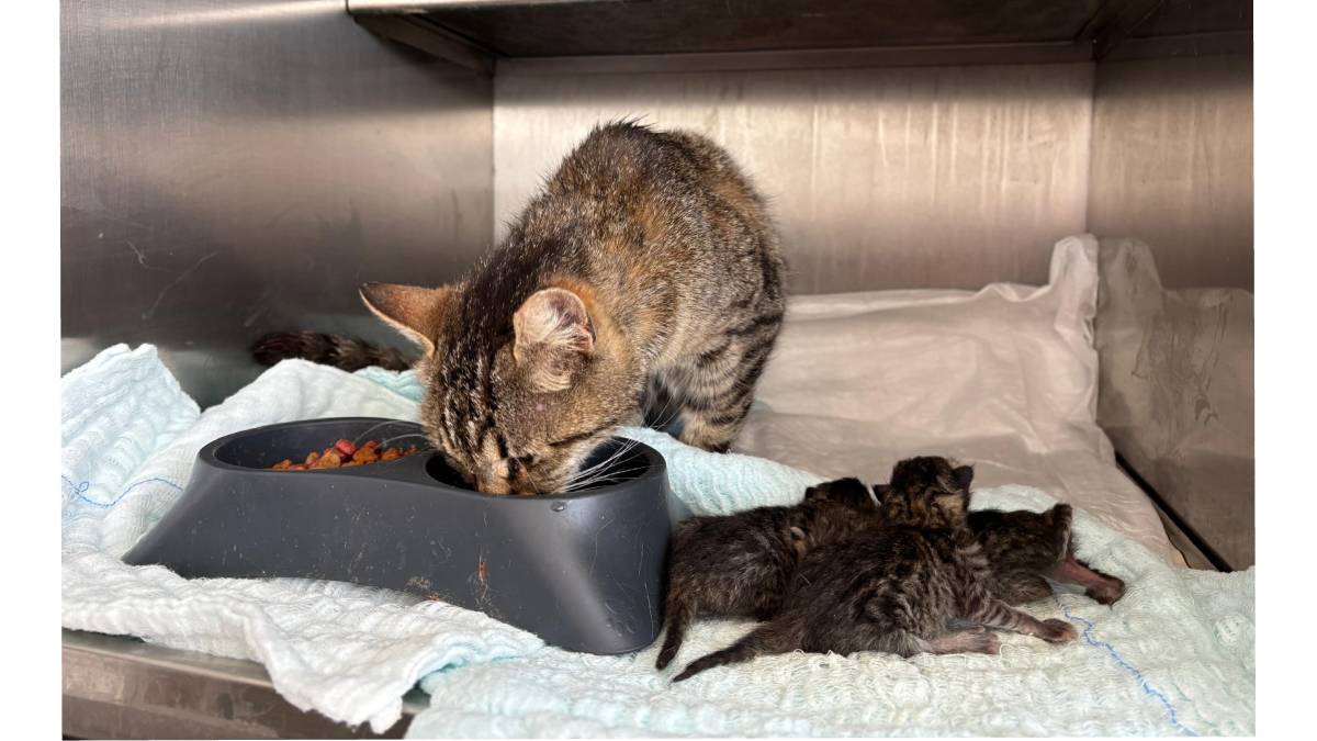 Büyükşehir’in hızlı müdahalesi hayat kurtardı: Anne ve yavruları sağlıklı bir şekilde hayata tutundu