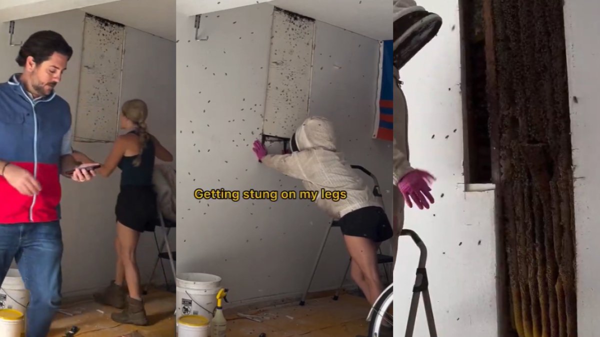 Ömür boyu yetecek balları oldu! Duvardan gelen ses üzerine duvarı kırdı gözlerine inanamadı: Film değil gerçek