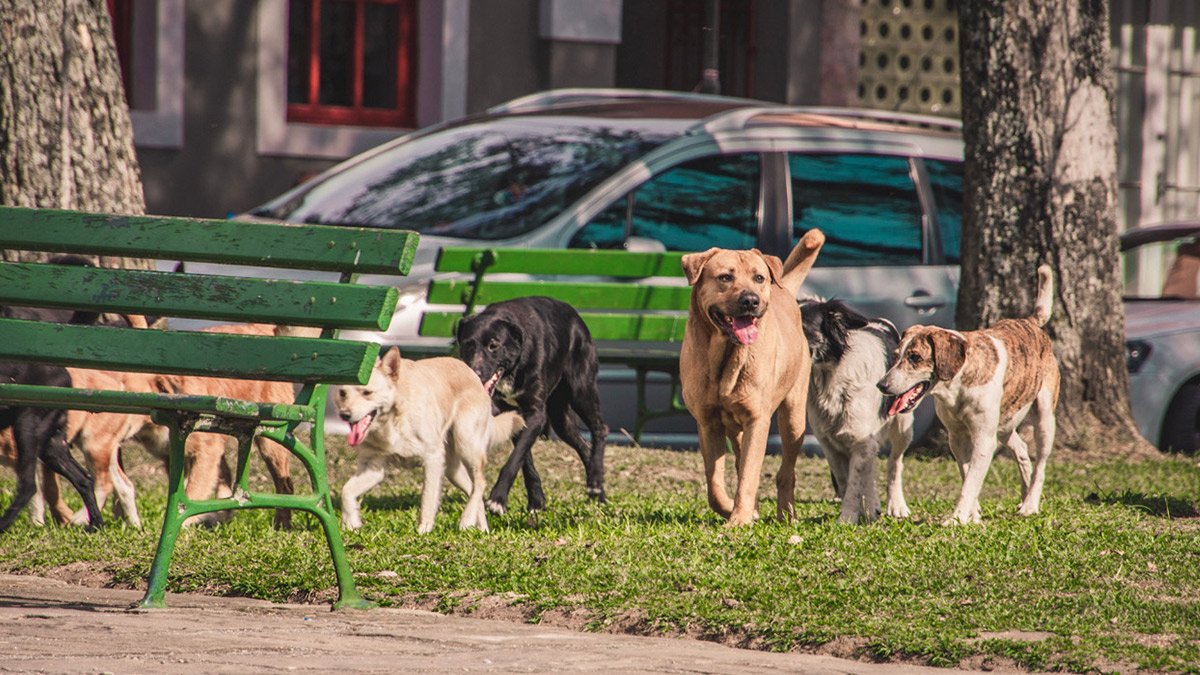 AYM’den Sahipsiz Hayvan düzenlemesine onay 1 AYM’den Sahipsiz Hayvan düzenlemesine onay: Can dostların katledilmesinin önünde engel kalmadı
