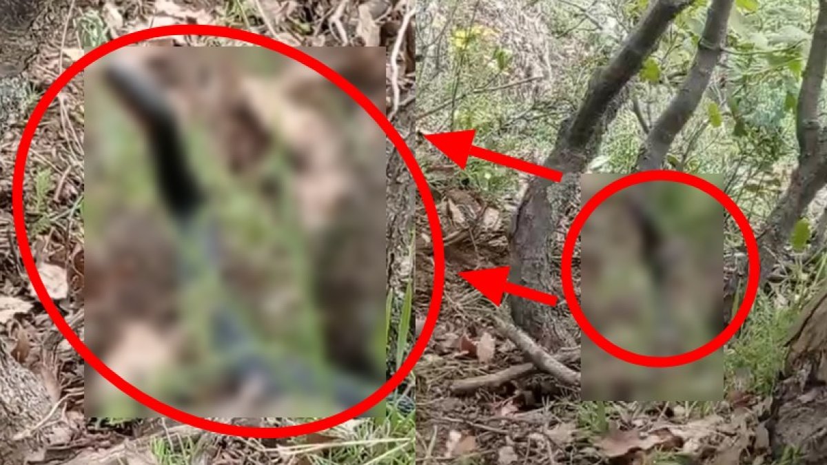 Nadir görülen tür o ilimizde görüldü! Saniye saniye kayda alındı