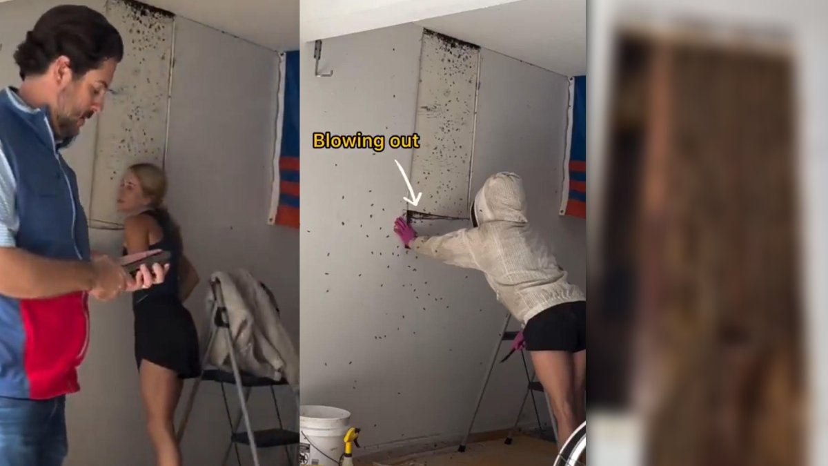 Evin duvarından gelen sesleri merak ettiler! Duvarın ardından dev hazine çıktı: Bir anda yüzlercesi eve dolu