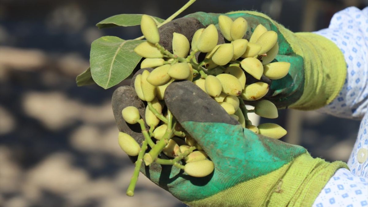 Fıstık ve bademden kötü haber geldi! Şimdiden stok yapan kazanır