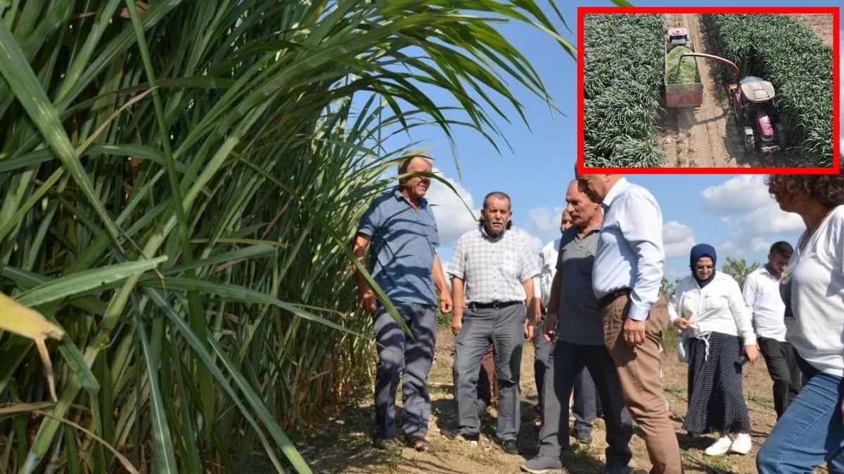 Bir defa ekiliyor, defalarca hasat ediliyor! Bu bitkiyle köşeyi dönüyorlar: Her hasatta daha fazla kazanç