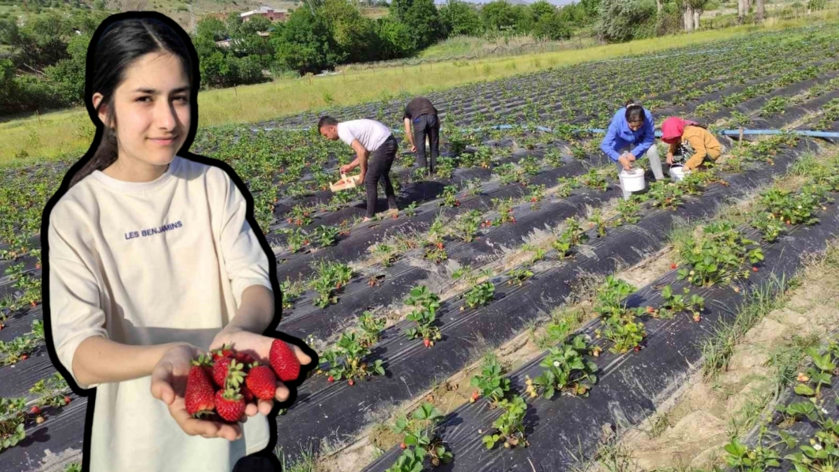 Hasat başladı, tezgahlar renklendi! Kilosu 70, kasası 200 liradan satılıyor: Şimdiden kapış kapış satılıyor