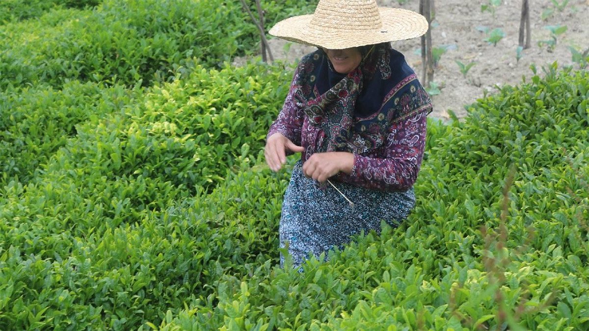 Çay hasadı yaklaştı fiyat ortada yok