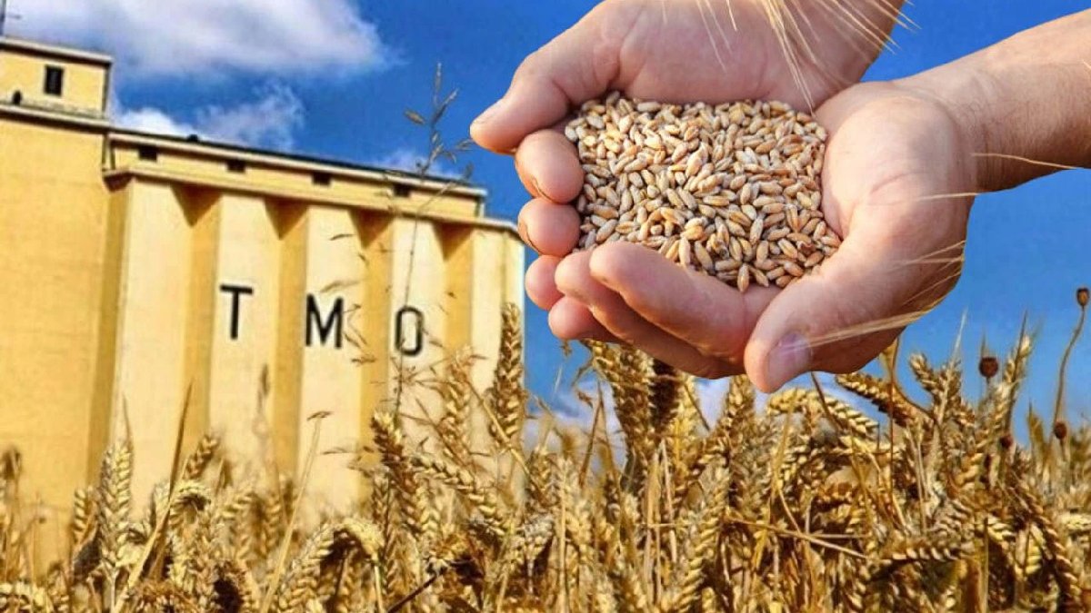 Herkes merakla ekliyordu… TMO açıkladı: Satış fiyatlarına yeni düzenleme! Buğday fiyatları zamlandı