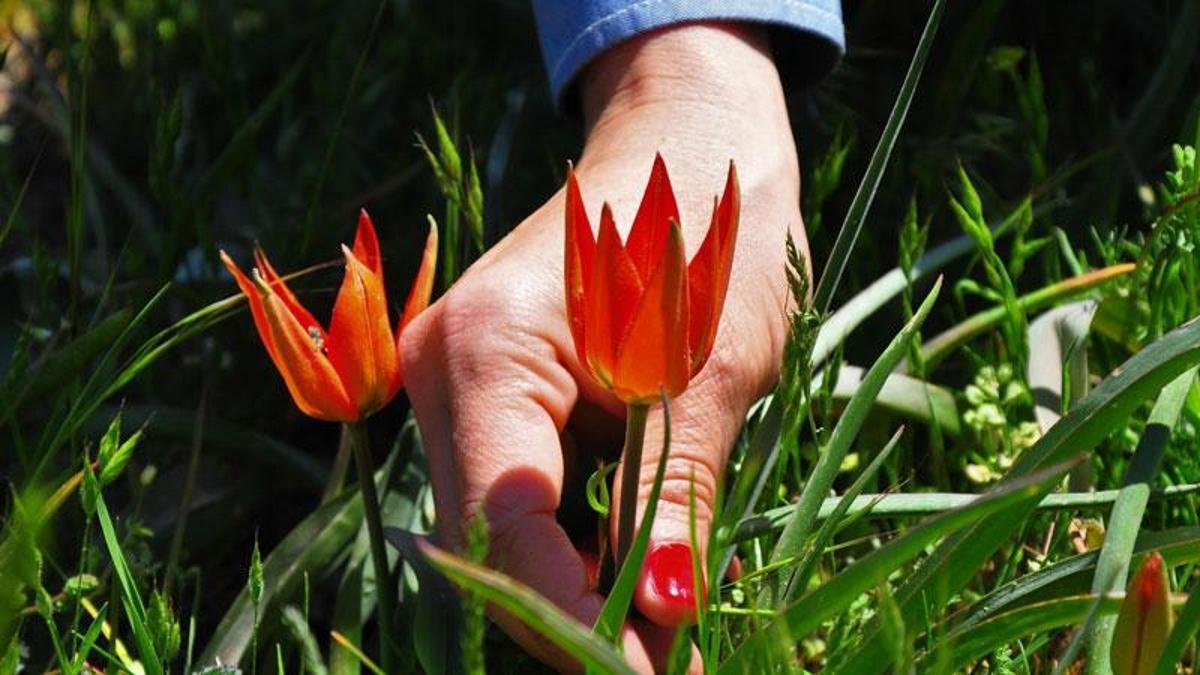 10 gün canlı kalabiliyor sadece o ilimizde yetişiyor: Bu çiçeği koparmanın cezası 557 bin TL