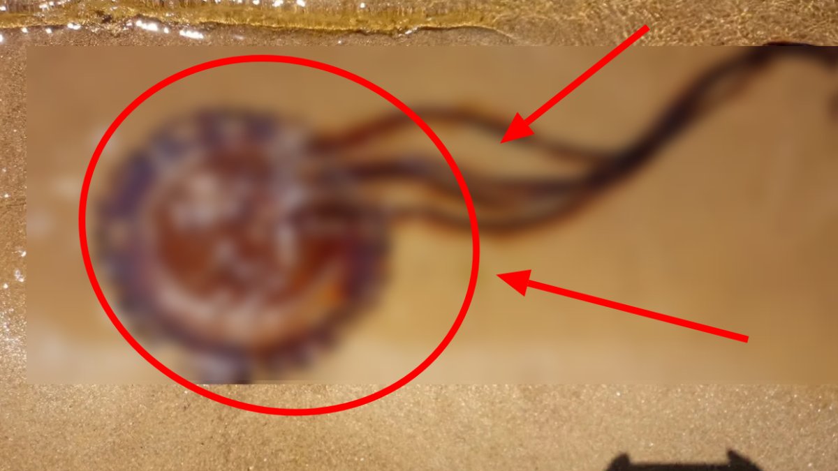 Marmara Denizi'nde görüldü! Eğer temas ederse sakın tatlı su ile yıkamayın: Ölümcül etkisi yok ama...