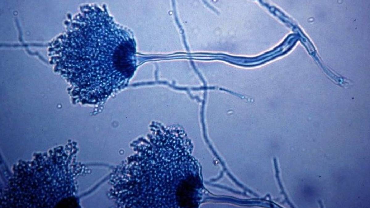 Akciğer sorunlarına yol açan katil mantar Avrupa'ya yayılabilir