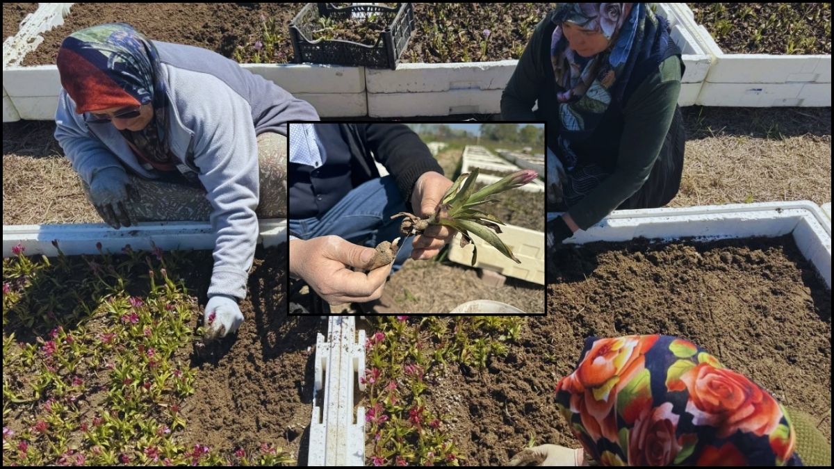 Bu hasadı yapan köşeyi dönüyor, bereket fışkırıyor: Özel izinle orada başladı: Dönümü 700.000 TL kazandırıyor