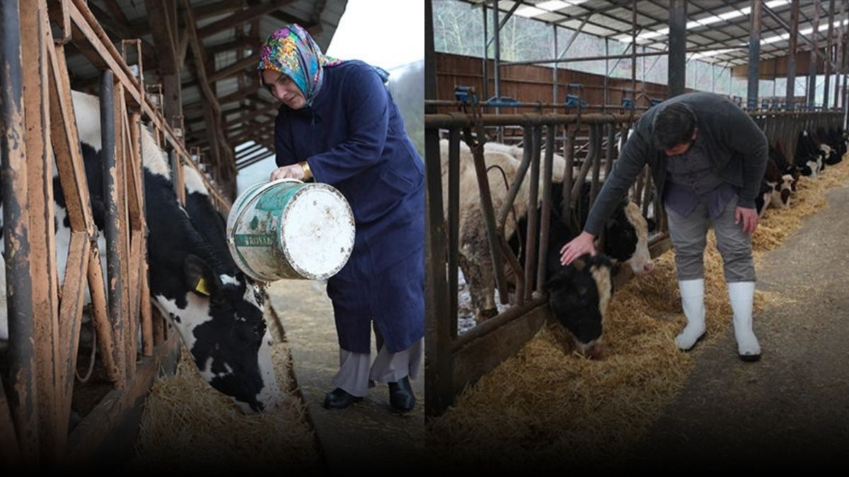 1 taneyle çıktıkları yolda sürü sahibi oldular! Devlet destekledi onlar başardı: Şimdi 1 tonun üzerinde üretim yapıyorlar