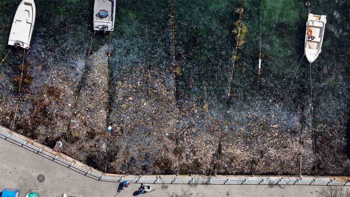 İstanbul Boğazı’nda alarm: Müsilaj tehlikesi kapıda