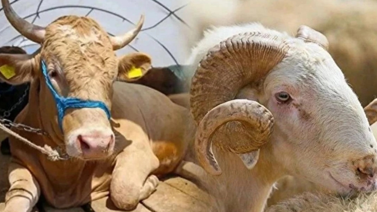 Kurban Bayramı yaklaşıyor, etiketteki rakamlar uçuyor! Besiciler dert yanmaya başladı: Bu yıl düşüş yaşanacak