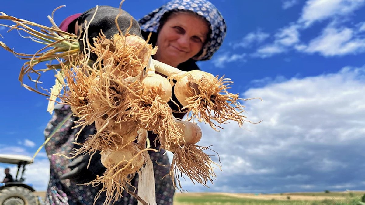 Kastamonu’da üretiliyor, şehrin ekonomisini şahlandırıyor! 25 milyar TL’lik katkı sağlıyor, herkes döne döne bunu arıyor
