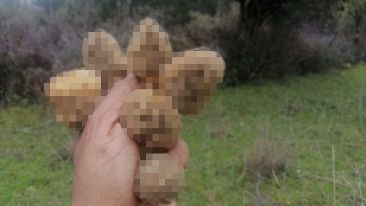 Nisan yağmurları zengin etti! Herkes yerini sır gibi saklıyor! Konya’da sepetler doldu, 1200 TL’den satılıyor!