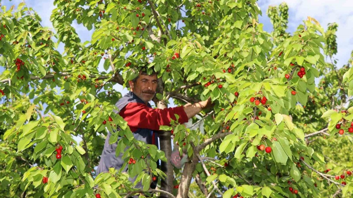 Orada erken hasat daha pahalı değil! Giden doyup çıkıyor: Gelene gidene ikram ediyor