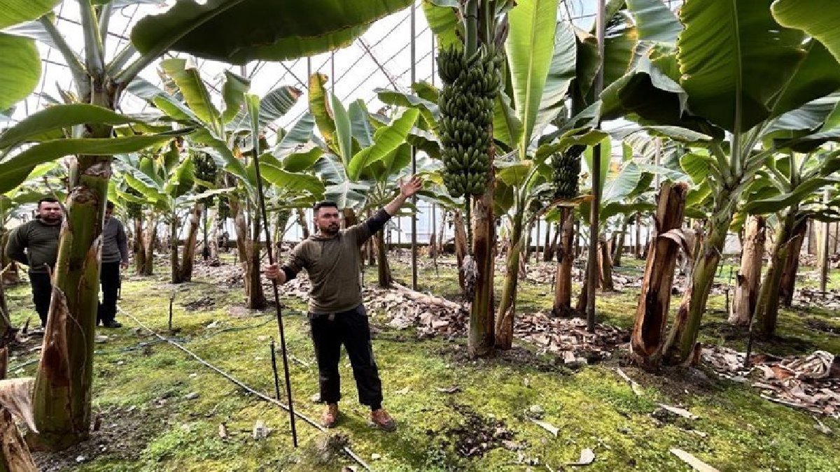 İthal ürüne rakip çıkıyor, yerli üretim yüz güldürüyor! 20 dönümde yetiştirildi, kilosu 45 TL’den satıldı!