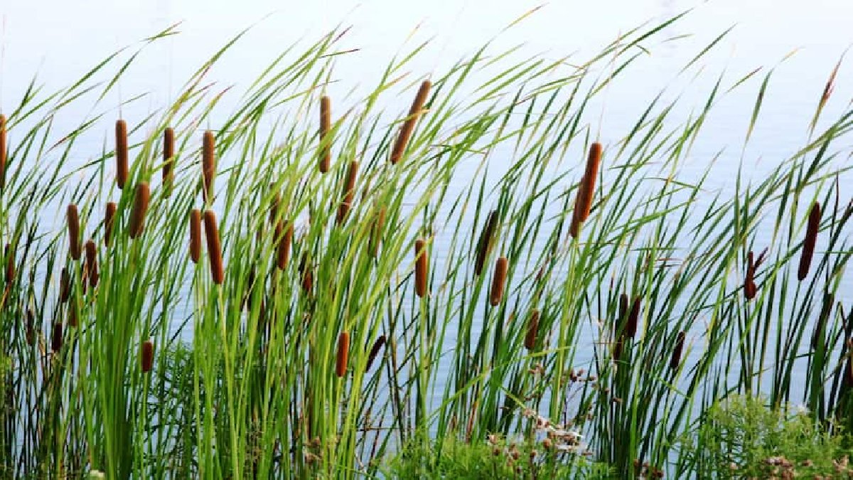 Herkes Şeytan Mumu olarak biliyor , sıktığında şaşıp kalıyor! Kimse gördüklerine inanamadı: Doğanın en ilginç ürünü…