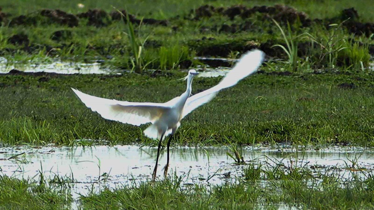 Bitlis’te tropikal rüyayı aratmayan manzara! Kuş cennetiyle doğaseverleri büyülüyor