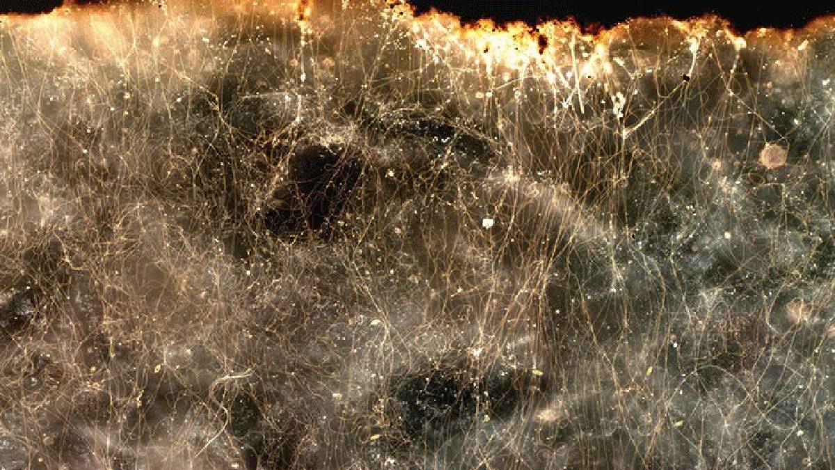 Yeni bilimsel adım: Elektrik ileten bakteri Keşfedildi