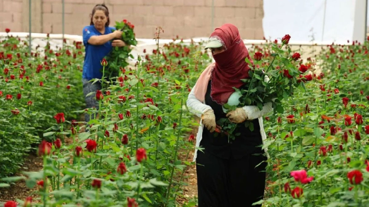 Anneler Günü öncesi fiyatlar tavan yaptı: Serada 5 TL, internette 100 TL