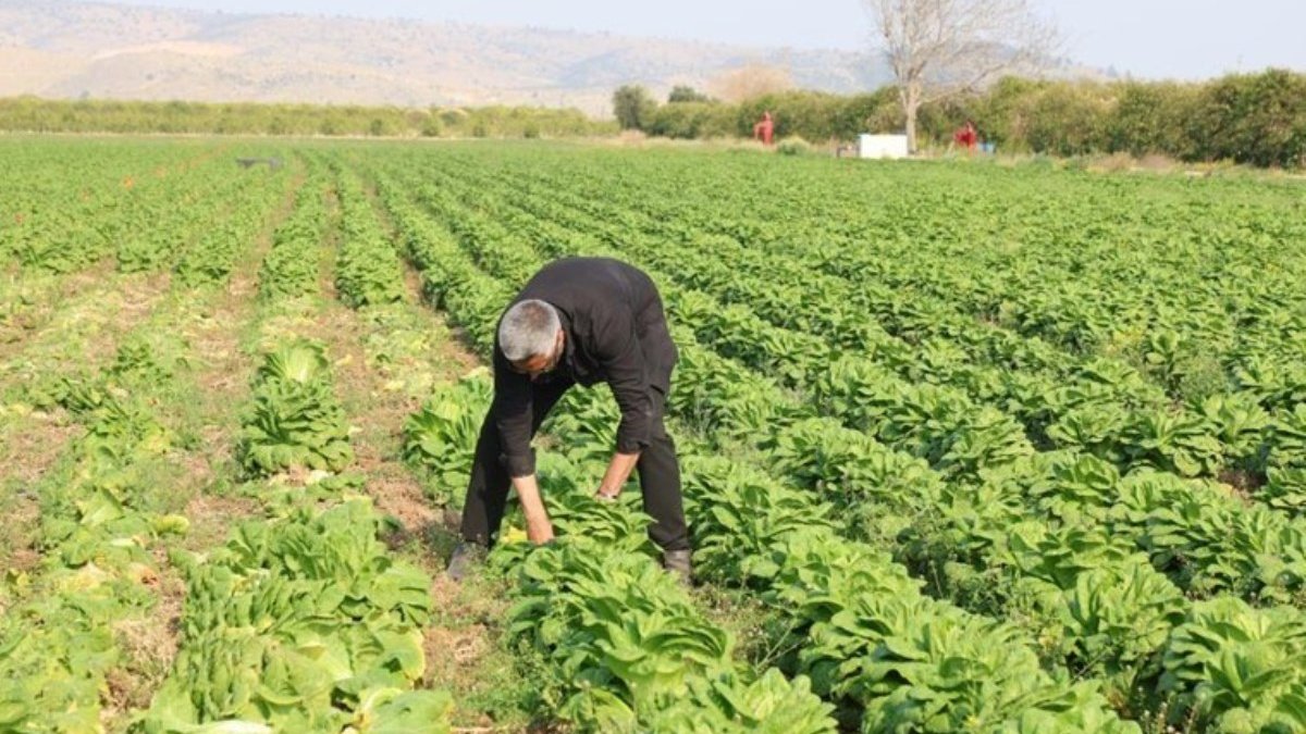 12 ay boyunca üretiliyor, üretici dertleniyor! Tarladan 5 TL’ye almayan manavda 5 katını ödüyor