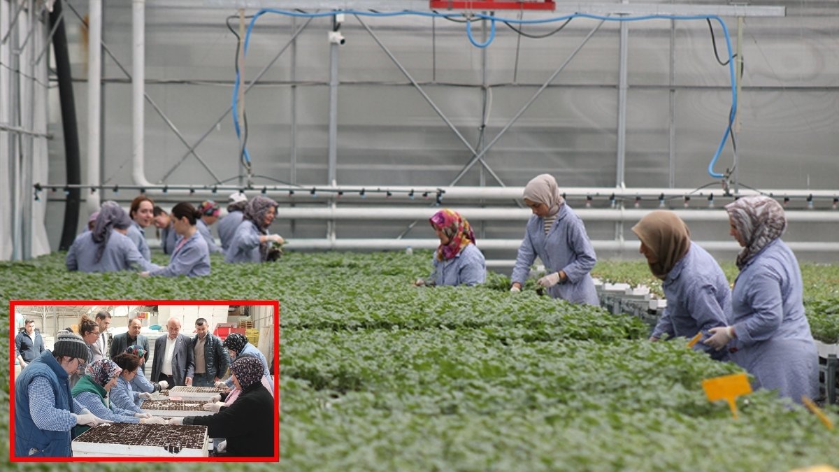 Samsun'da üretiyorlar, 5 ülkeye ihraç ediyorlar! Kadınlar hem aile hem ülke ekonomisine katkı sağlıyorlar