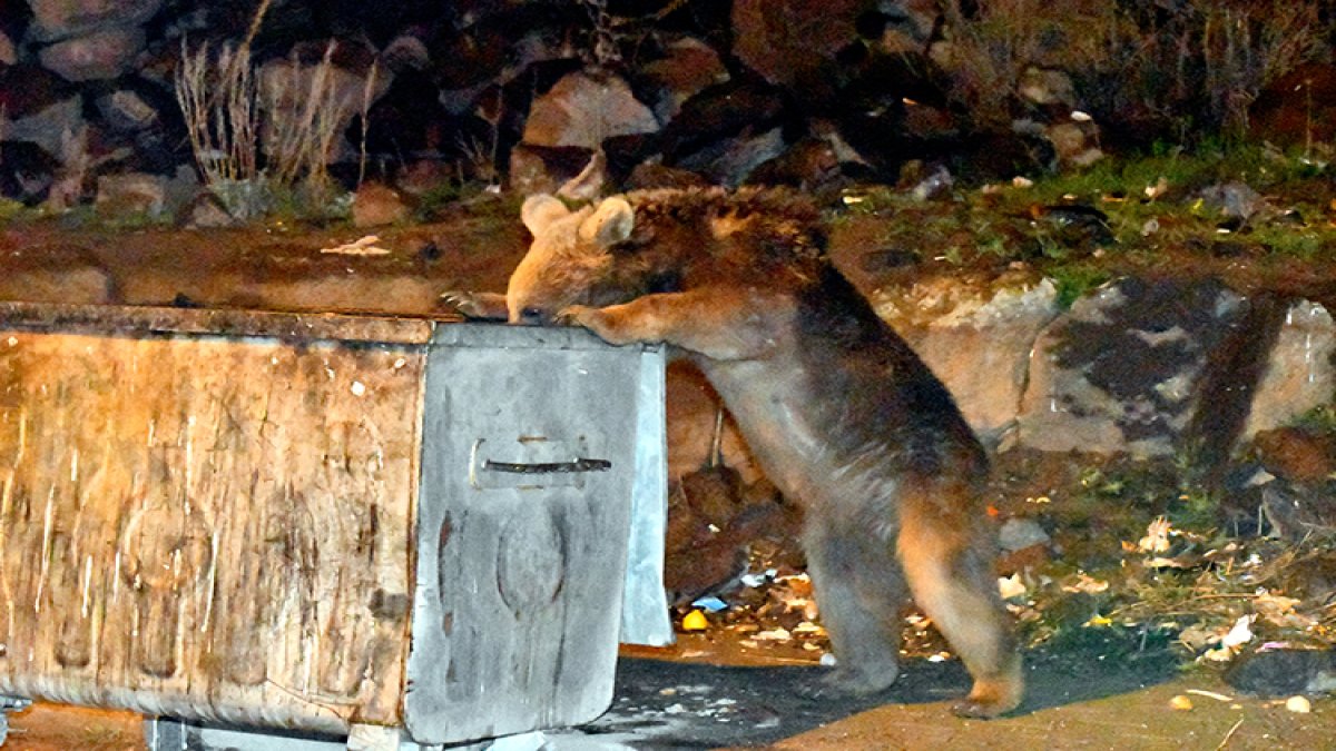 Kış uykusundan uyanan bozayılar mahalleye indi! Kedi gibi dolandılar: Çöp konteynerlerini talan ettiler