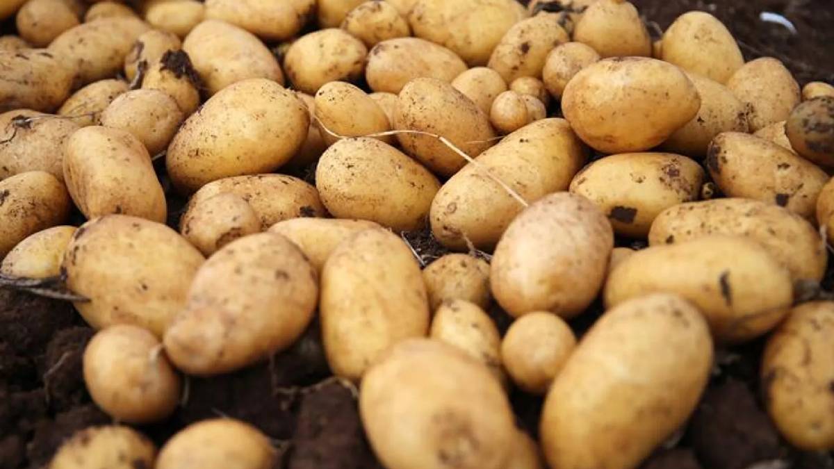 İthalat skandalı: Türkiye’ye gelen 2 bin ton patates virüslü çıktı