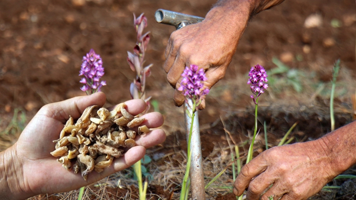 İzinle yetiştiriliyor, “sarı altın” olarak biliniyor! Kilosu 4 bin liradan alıcı buluyor: En ufak hata hasada zarar veriyor