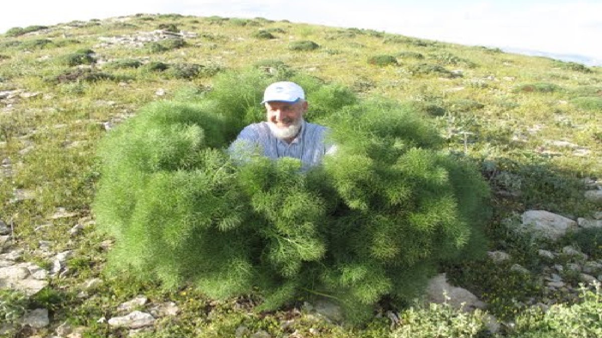 Sepetini kapan dağa koşuyor! Kendi kendine yetişiyor, çiğ tüketen faydasını katlıyor! Hastalıkların şifası: Bağı 30 TL