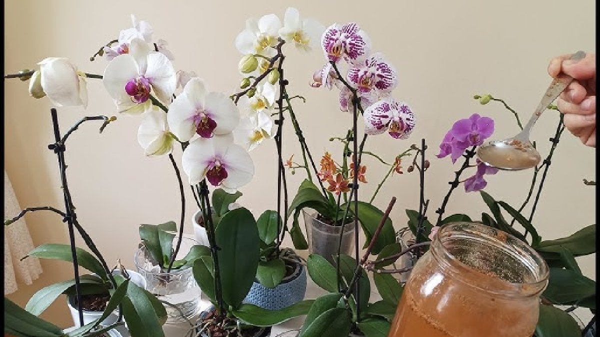 Solmuş kurumaya yüz tutmuş orkideler çöp olmasın! Çiçekle dolup taşıyor, gören gözlerine inanamıyor