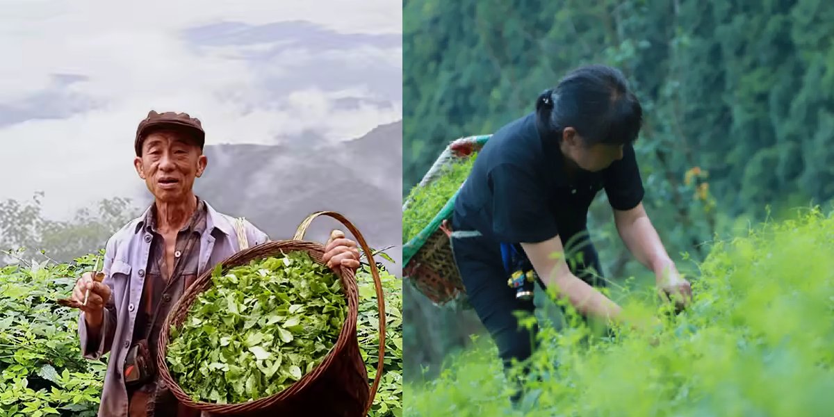 ‘Ölümsüzlük otu’ olarak anılıyor, etkisini duyan inanamıyor! Türkiye’de kimse bulamıyor!