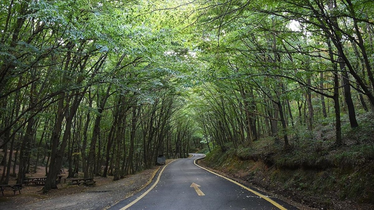 O ilimizde ormanlara girişler yasaklanıyor! Aylarca sürecek: gitmek isteyen o tarihten önce gitsin