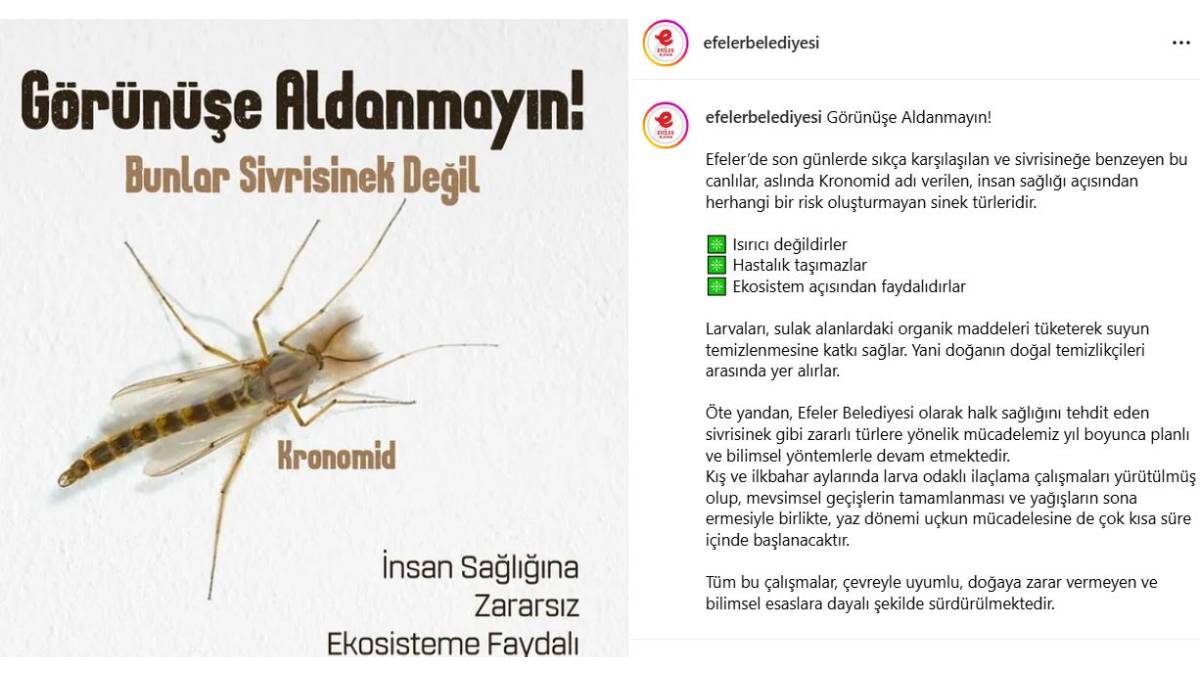 “Yalancı sivrisinek” kronomidler hakkında önemli açıklama: İnsan sağlığına zararsız ekosisteme faydalı