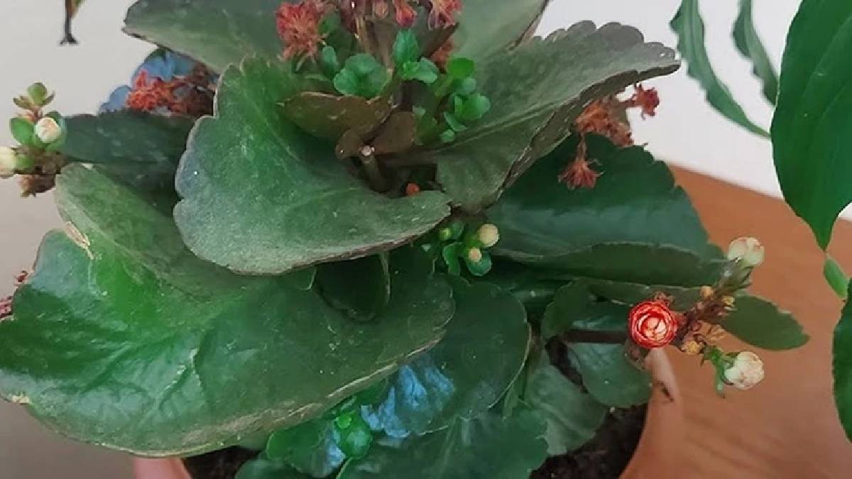 Ev bitkilerinin gizli katili! Bu 3 hata çiçeklerinizi mahvediyor: En sık yapılan hatalara dikkat!