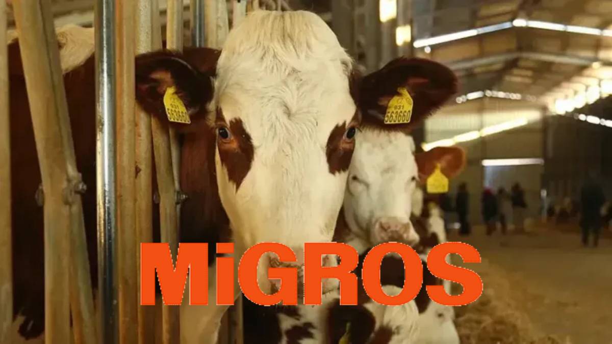 Migros’ta kurbanlık satışları başladı! Büyükbaş, küçükbaş, bağış seçenekleri: İşte Migros kurbanlık fiyatları 2025