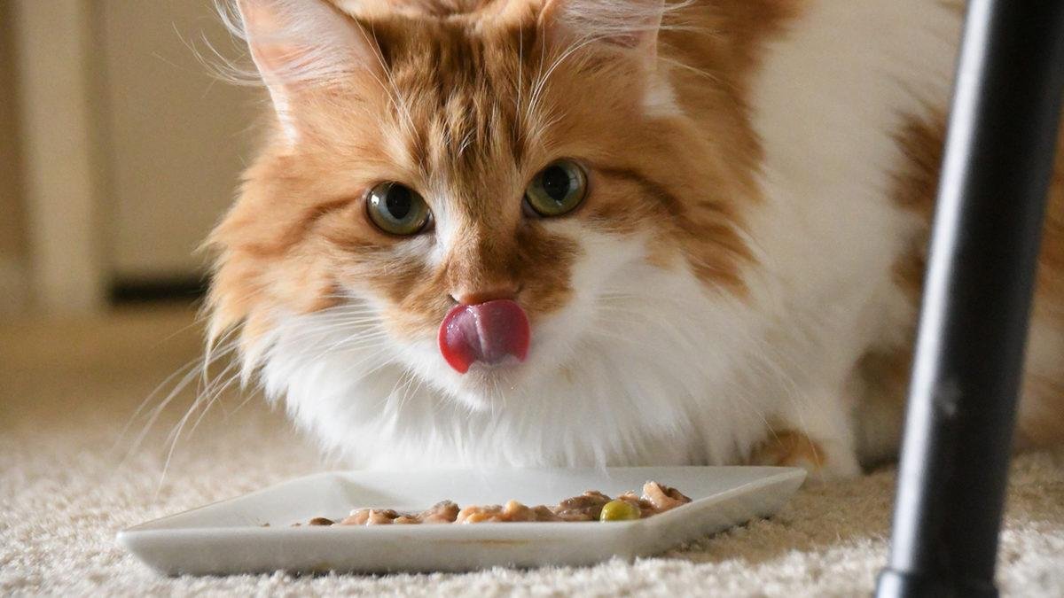 Binlerce lira döküp aldığınız mamalar sahte olabilir! Her yerden mama almayın: Tonlarcası ele geçirildi