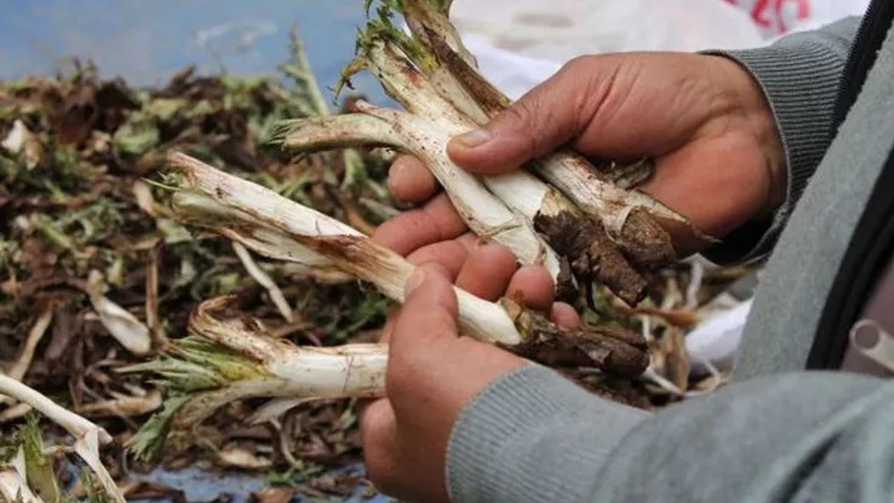 Hastalıkları uzaklaştırıyor, enerjinizi yeniliyor! Pazar tezgâhlarında görüp geçtiğiniz bu bitki aslında bir şifa deposu!