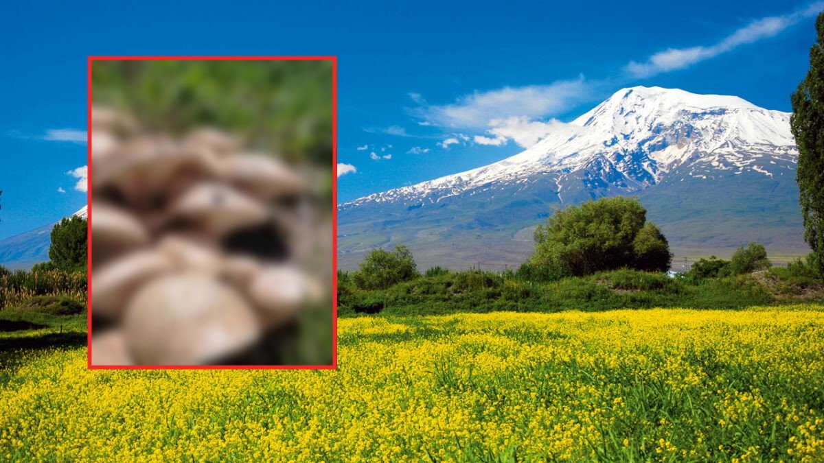 Doğada kendi kendine yetişiyor! Kilosu bin 500 TL'den satılıyor: Yürüyüşe çıkanlar topluyor