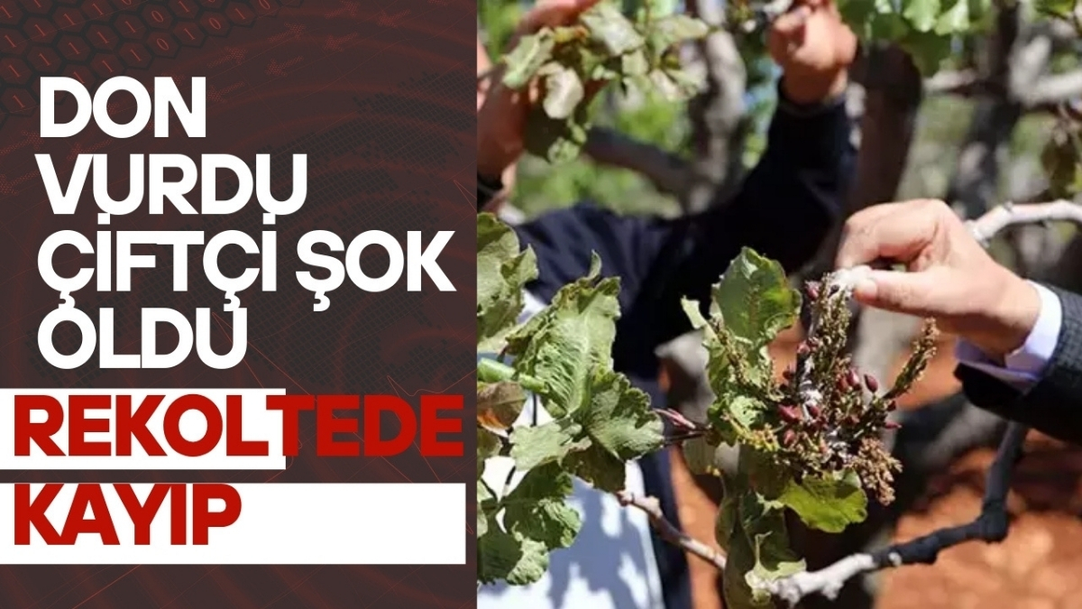 “Yeşil altın”da hüsran! Çiftçinin korktuğu başına geldi: Don yüzünden rekoltede yüzde 75 kayıp