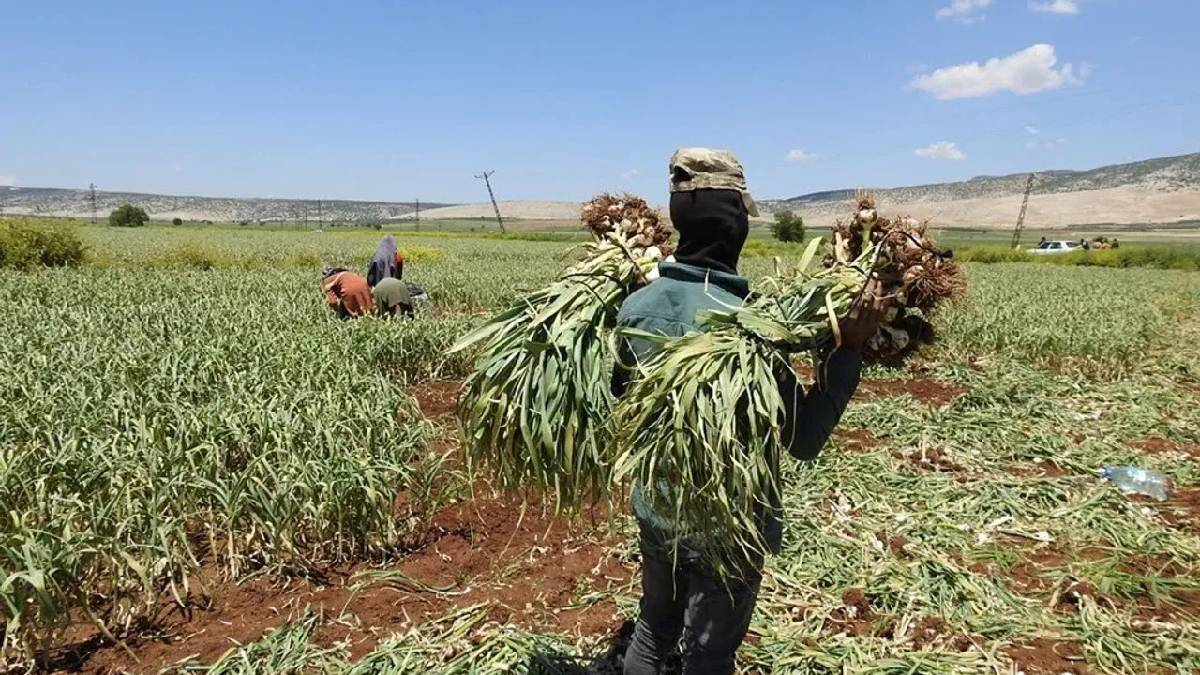 Gaziantep’te bereketli hasat! Avrupa tescilli ürün tezgahta: İlk hasatla fiyat ikiye katlandı!