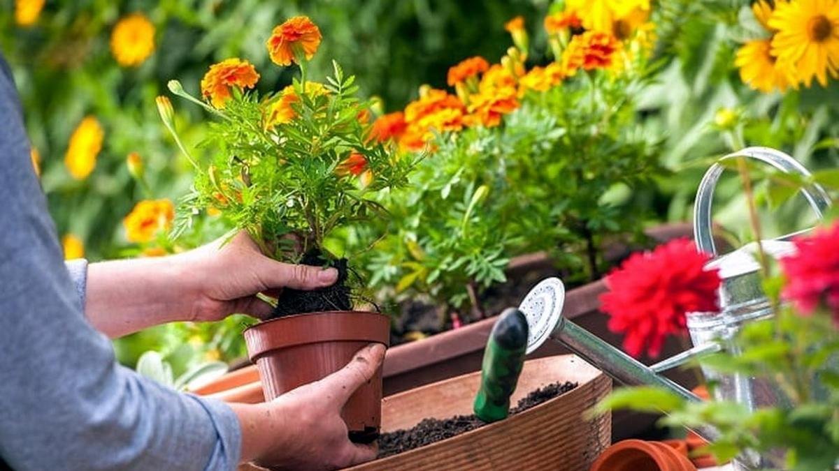 Bahçelerin sessiz kahramanı! Hem sıcağa hem böceklere karşı etkili çözüm sunuyor