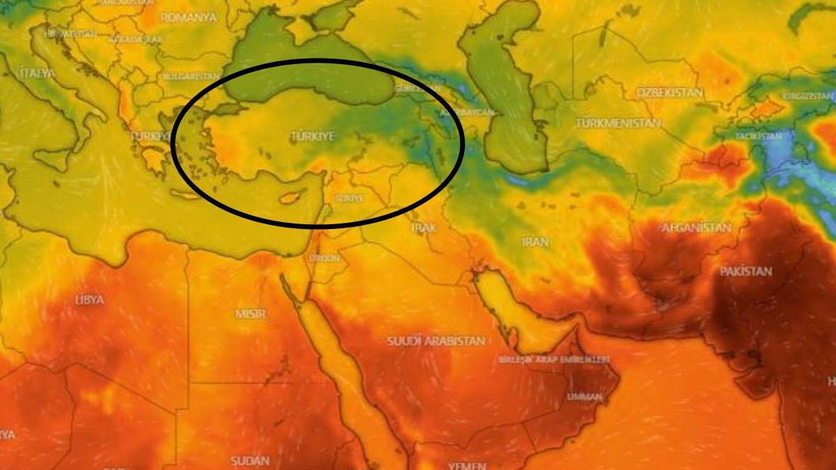 İstilacı hayvan şehirlere akın etti! Saldırı vakalarında yüzde 250 artış. Bir sokmasıyla anında felç edip öldürüyor