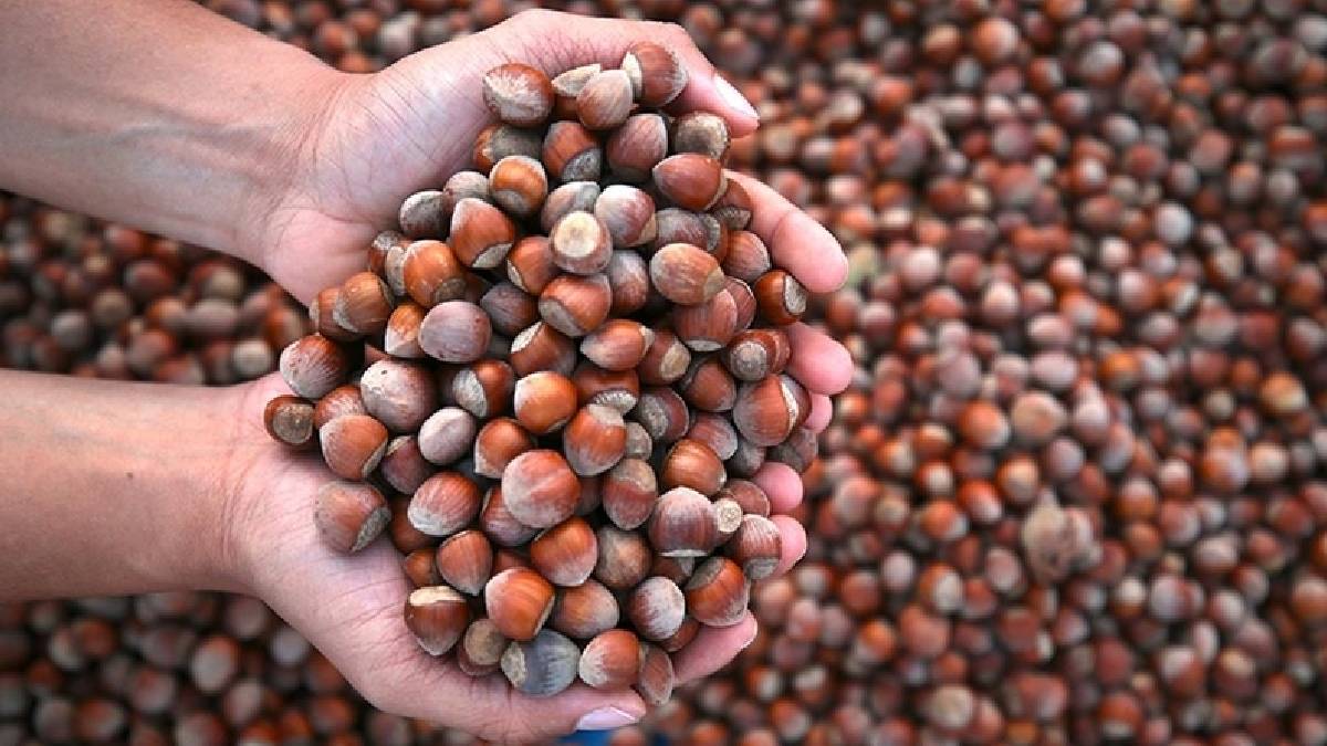 Fındık üretiminde don alarm: Rekolte 176 bin ton azaldı